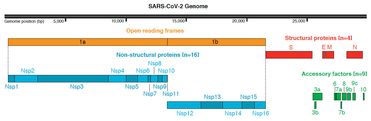 SARS_CoV_2-Genome